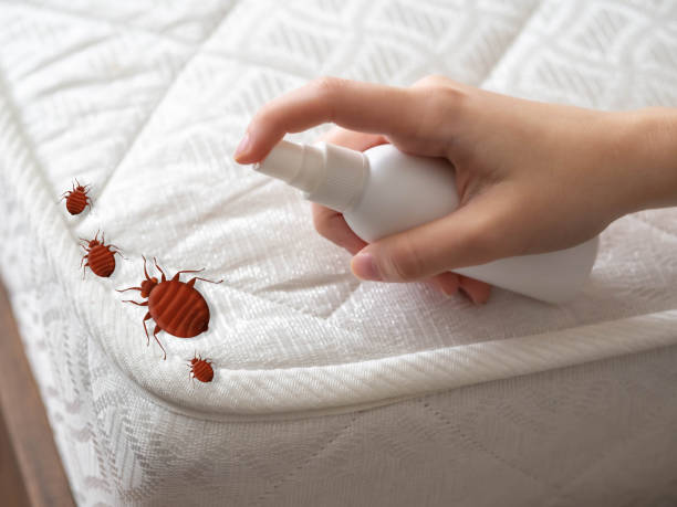 Best Flea Control Services  in White Island Shores, MA