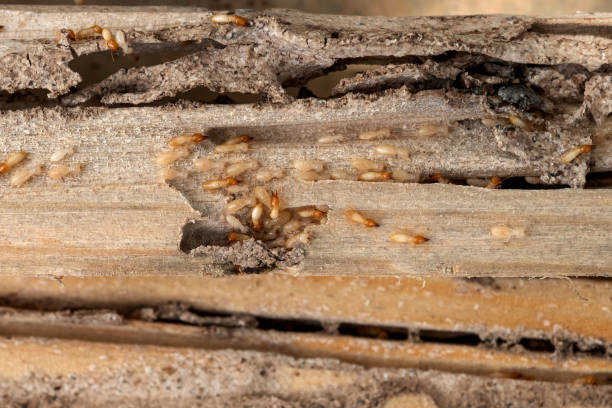 Professional Pest Control in White Island Shores, MA
