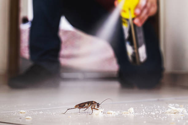 Reliable White Island Shores, MA Pest Control Solutions